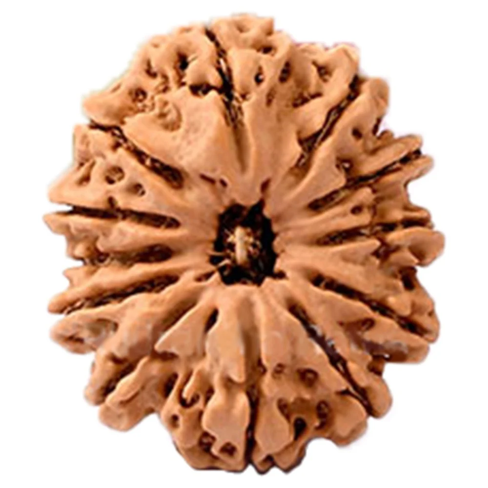 12-mukhi-nepal-1000x1000 Twelve Mukhi - Image 1