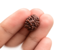 Original Two Mukhi Rudraksha (Nepali) | Natural & Lab Certified | AstroGurukulam - Image 3