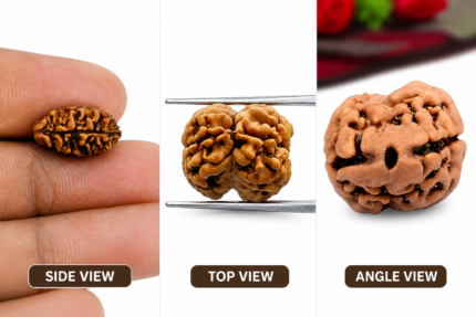 Original Two Mukhi Rudraksha (Nepali) | Natural & Lab Certified | AstroGurukulam