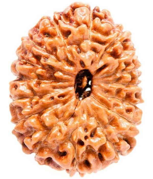 Fifteen-Mukhi-Rudraksha-600x702 Fifteen Mukhi - Image 1