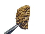 One Mukhi (South Indian) - Image 2
