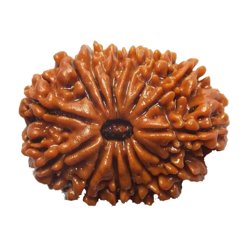 fourteen-mukhi-rudraksha Fourteen Mukhi - Image 1