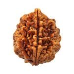 Two Mukhi (Indian)