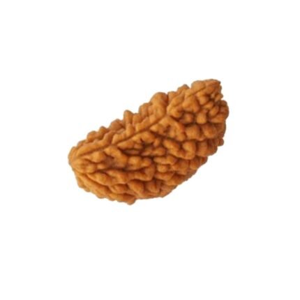 Original One Mukhi Rudraksha (Nepali) Front View | AstroGurukulam