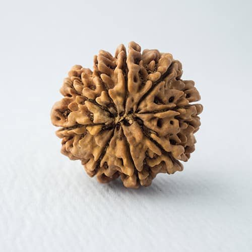 pp-9-mukhi-2 Nine Mukhi - Image 1
