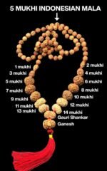 Indonesian 1 to 14 Mukhi Rudraksha Mala -Lab Tested | Original Java Rudraksha - Image 2