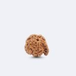 Ganesh (Nepali) Rudraksha