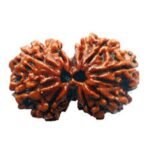 Gauri Shankar (Nepali) Rudraksha - Image 3