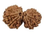 Gauri Shankar (Nepali) Rudraksha