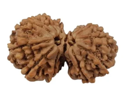 Gauri Shankar (Nepali) Rudraksha