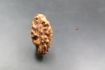Original One Mukhi Rudraksha (Indonesia) | Natural & Authentic | AstroGurukulam