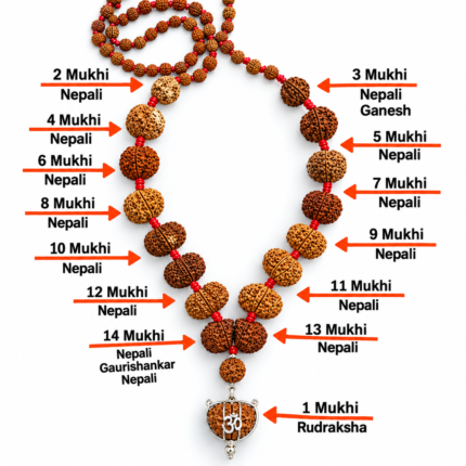 Writing Nepali Siddha Rudraksha Mala with 1 to 14 Mukhi Rudraksha, Gauri Shankar and Ganesh Rudraksha